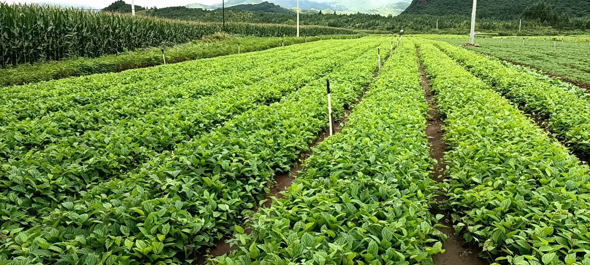 哪卖五味子苗， 卖五味小苗多钱一棵，五味子批发价
北五味子苗