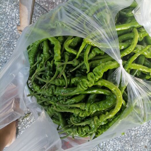 凤凰县辣椒 螺线椒