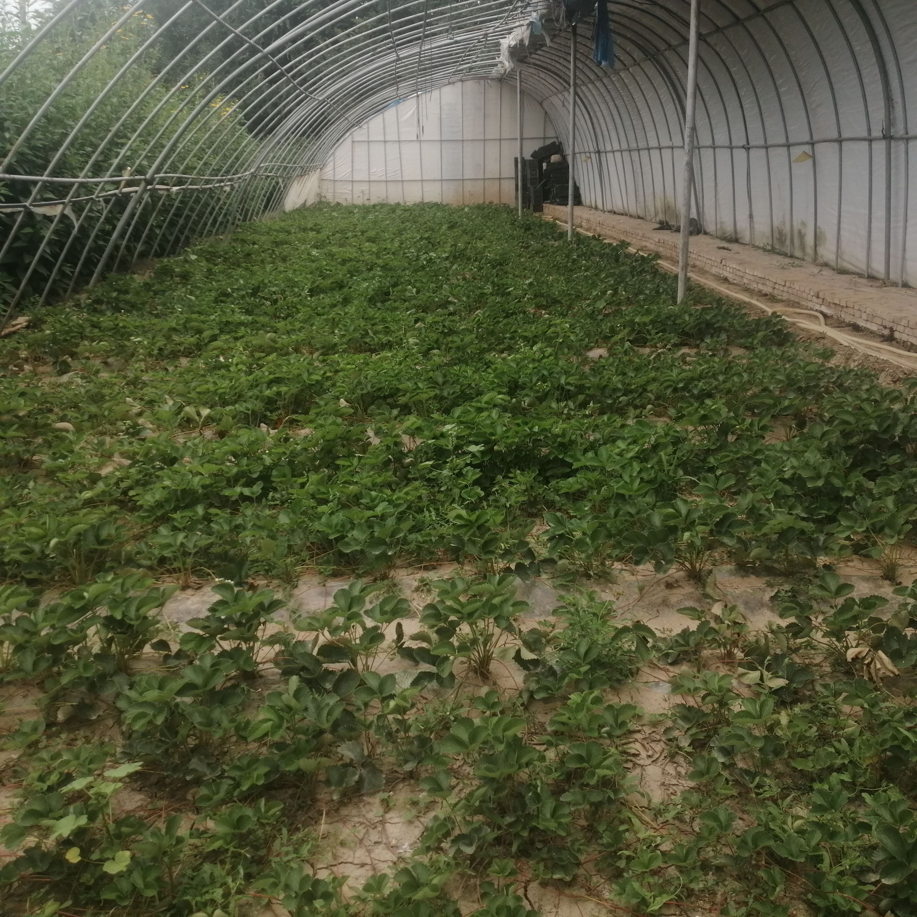 妙香7号草莓苗 草莓苗章姬、妙香7号