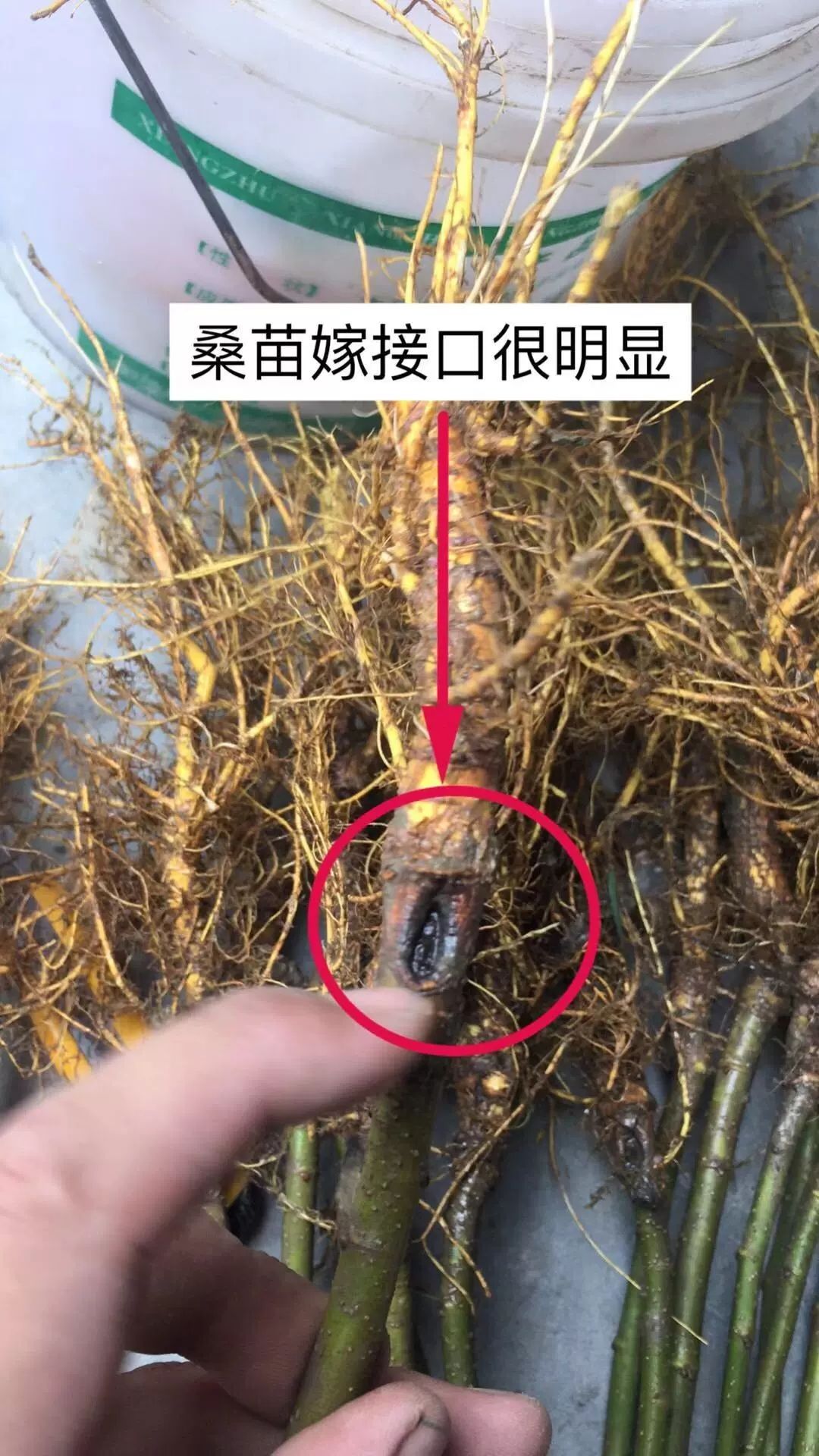 桑树苗  强桑1号 养蚕专用大叶桑苗  强桑一号