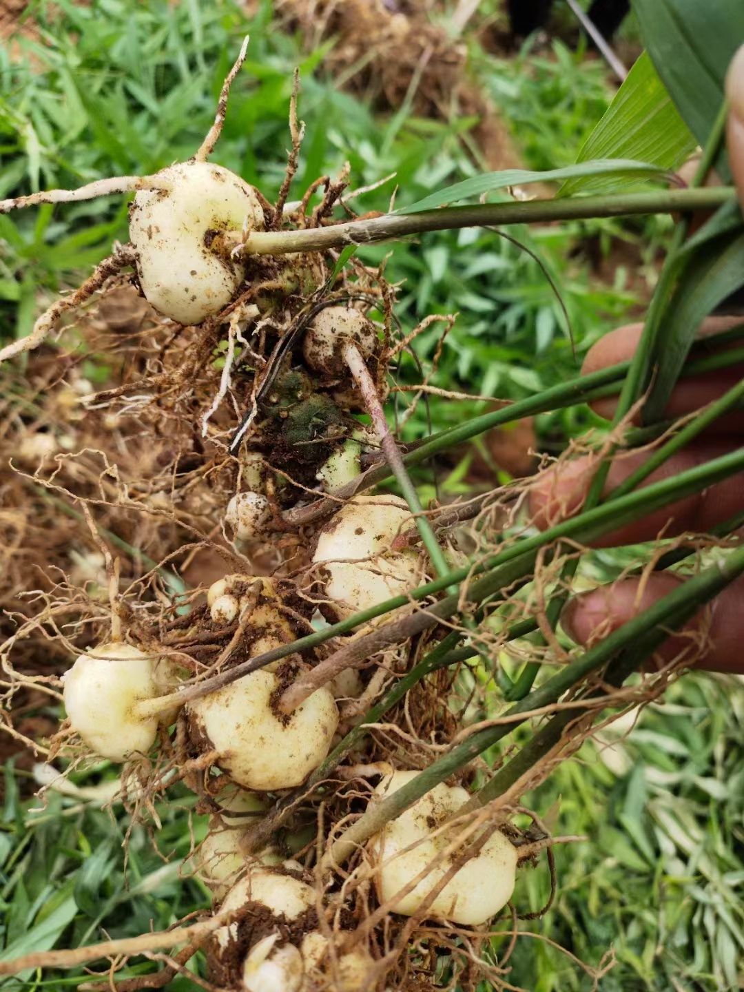 黄精种苗 滇黄精2年苗  包种植技术  包回收