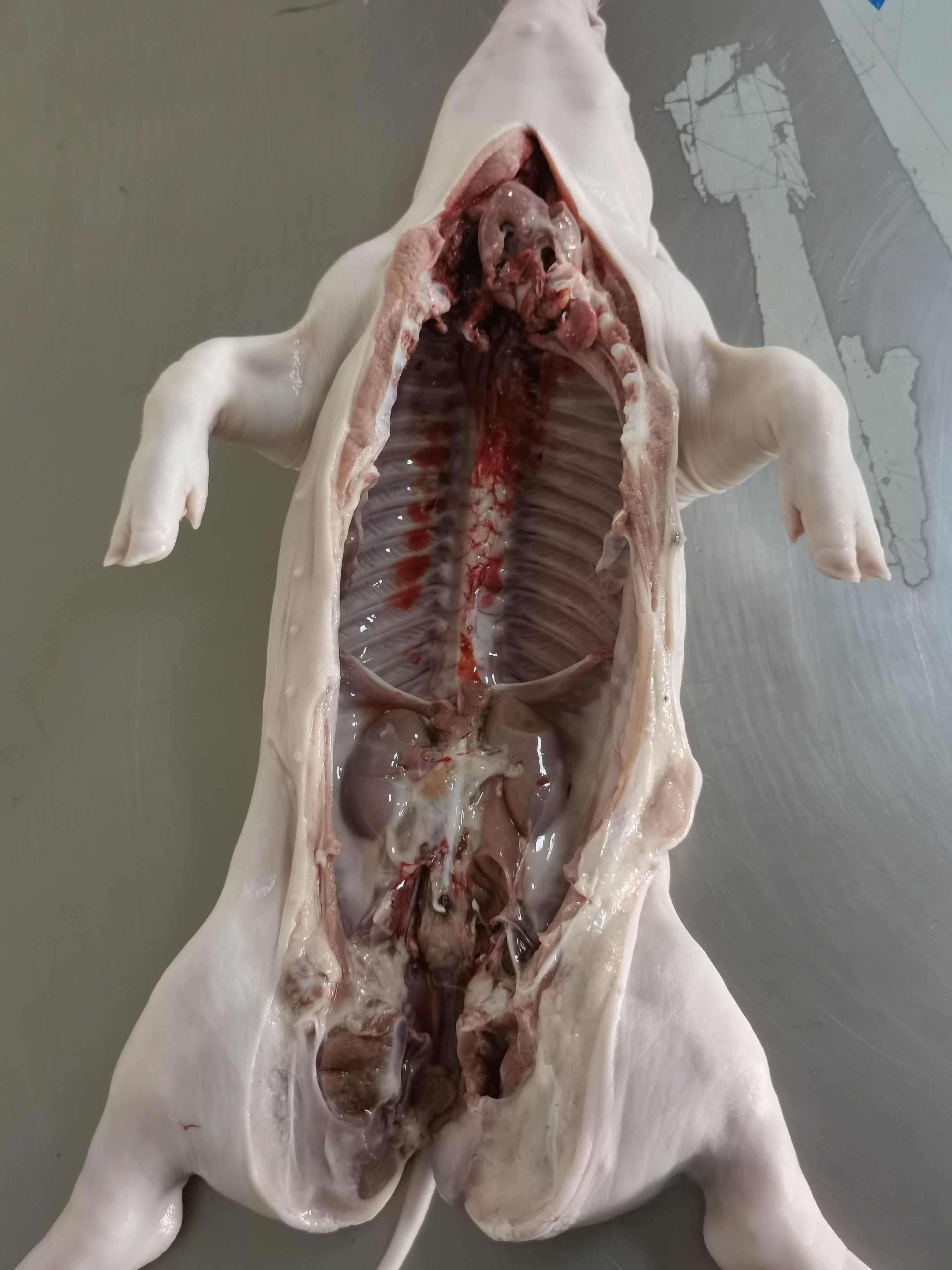 整头猪批发]整头猪各种规格乳猪价格10元/斤- 惠农网触屏版