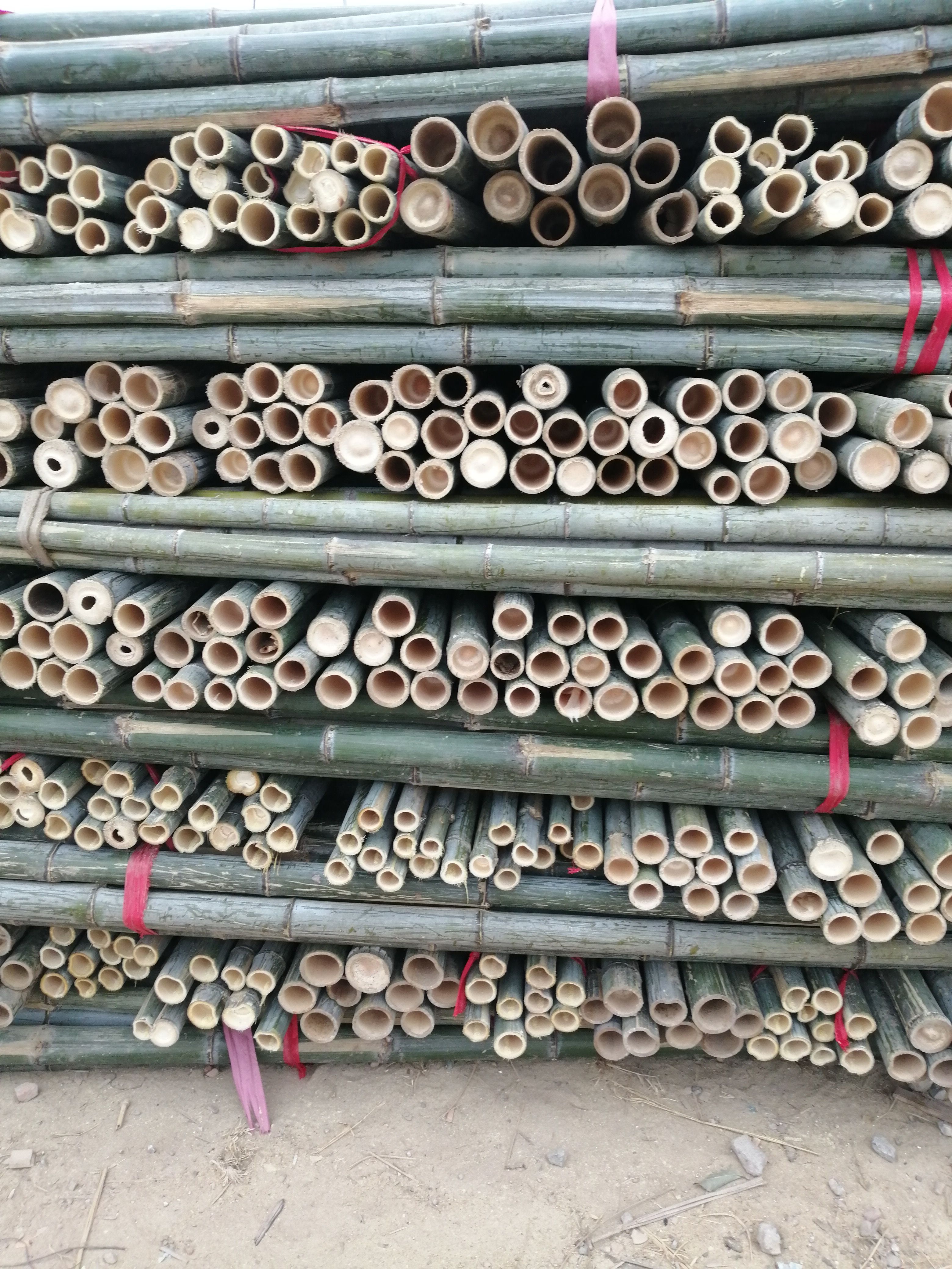 竹竿 转供应建筑大鹏！养殖大鹏！山药顶杆！植树顶杆