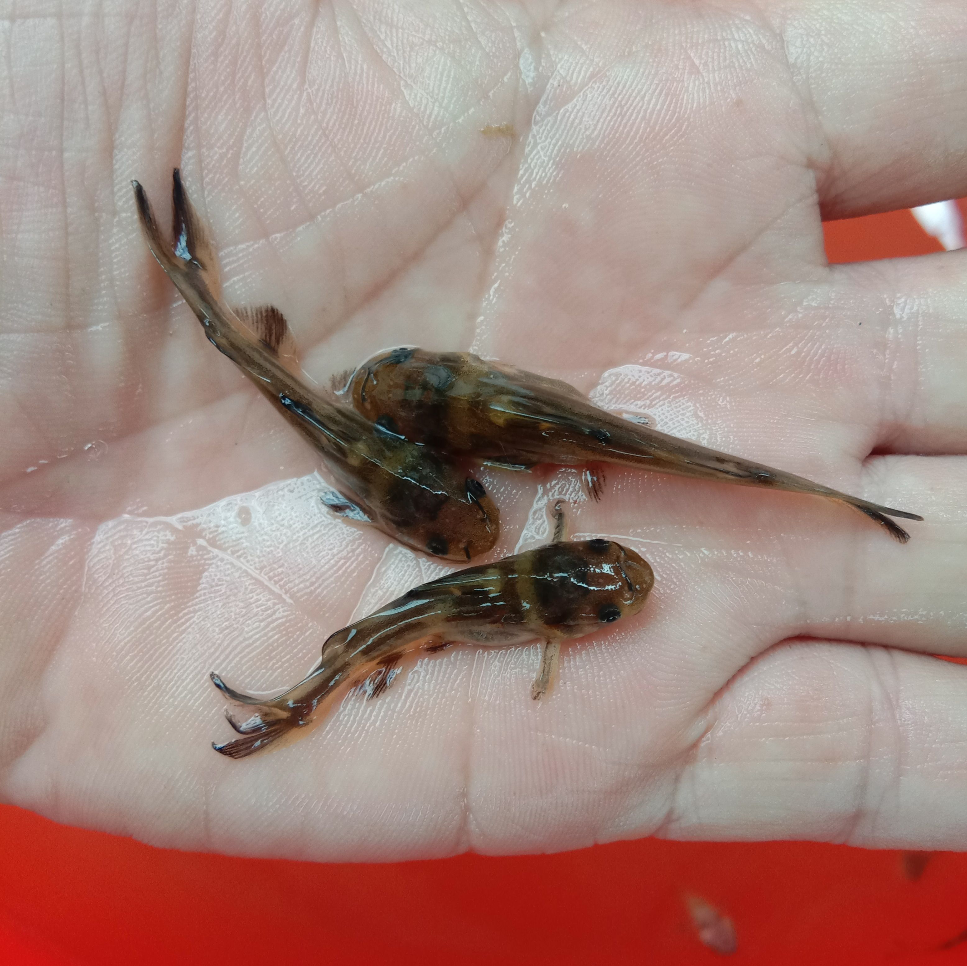 黄颡鱼苗  黄骨鱼，又名黄颡鱼，黄辣丁鱼饲料为主，量大从优。