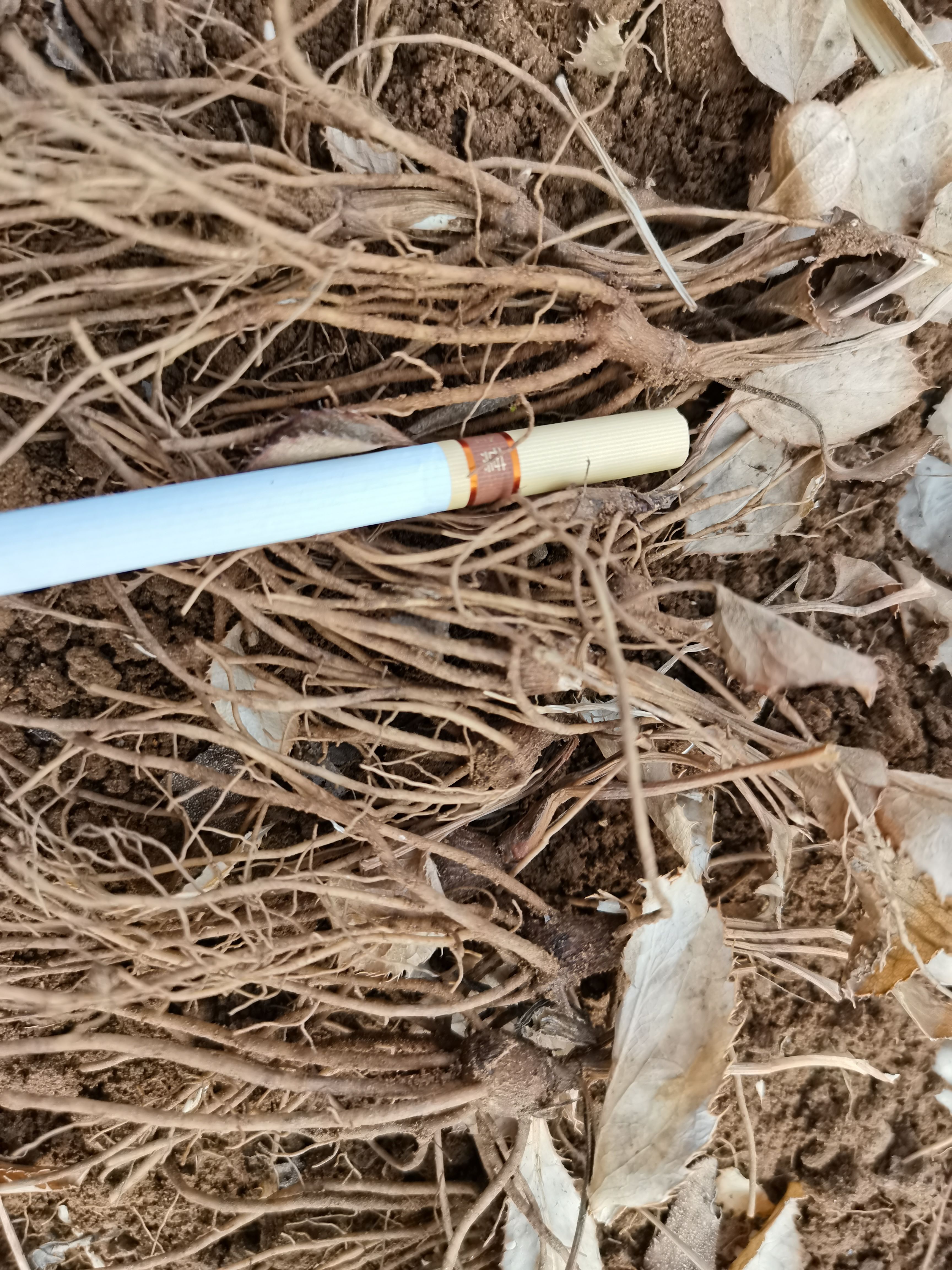北苍术种苗