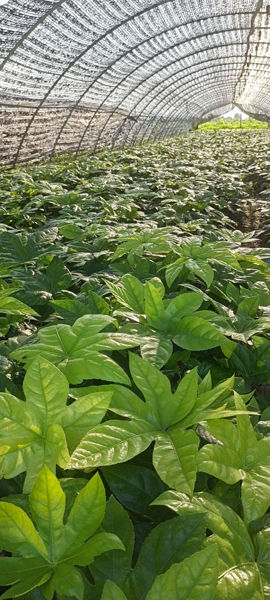  八角金盘50公分，60公分，