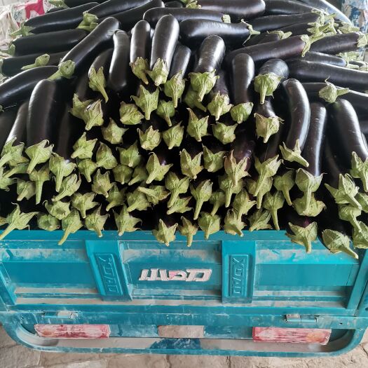 菏泽黑长茄  种植长茄