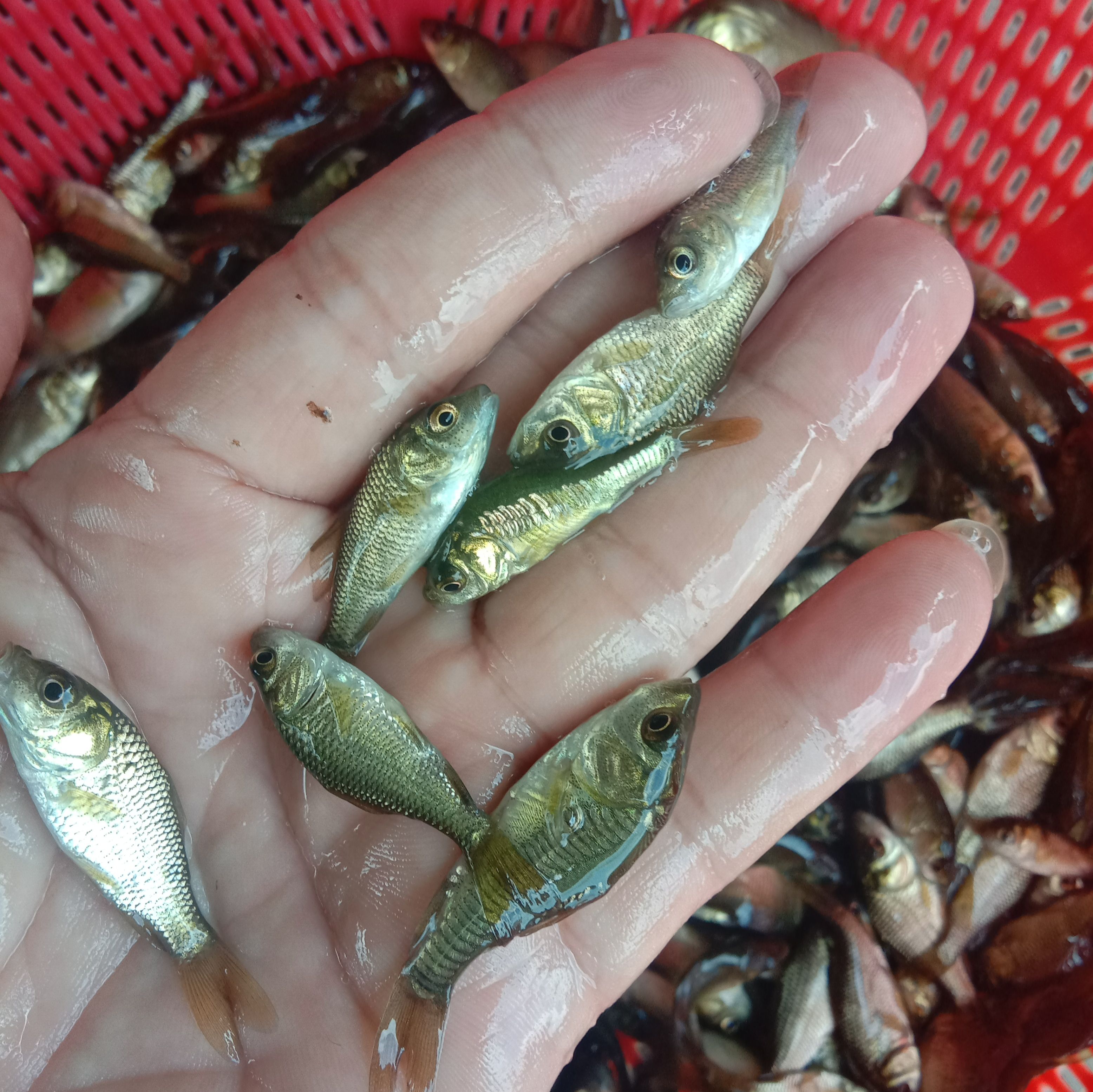 鲫鱼苗  快大鲫鱼