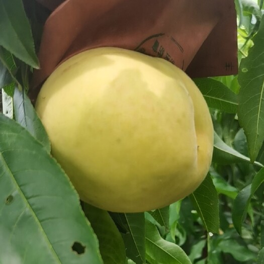 砀山县 砀山锦绣黄桃