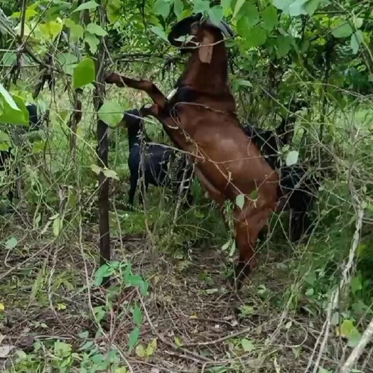 射洪市 遂宁黑山羊
