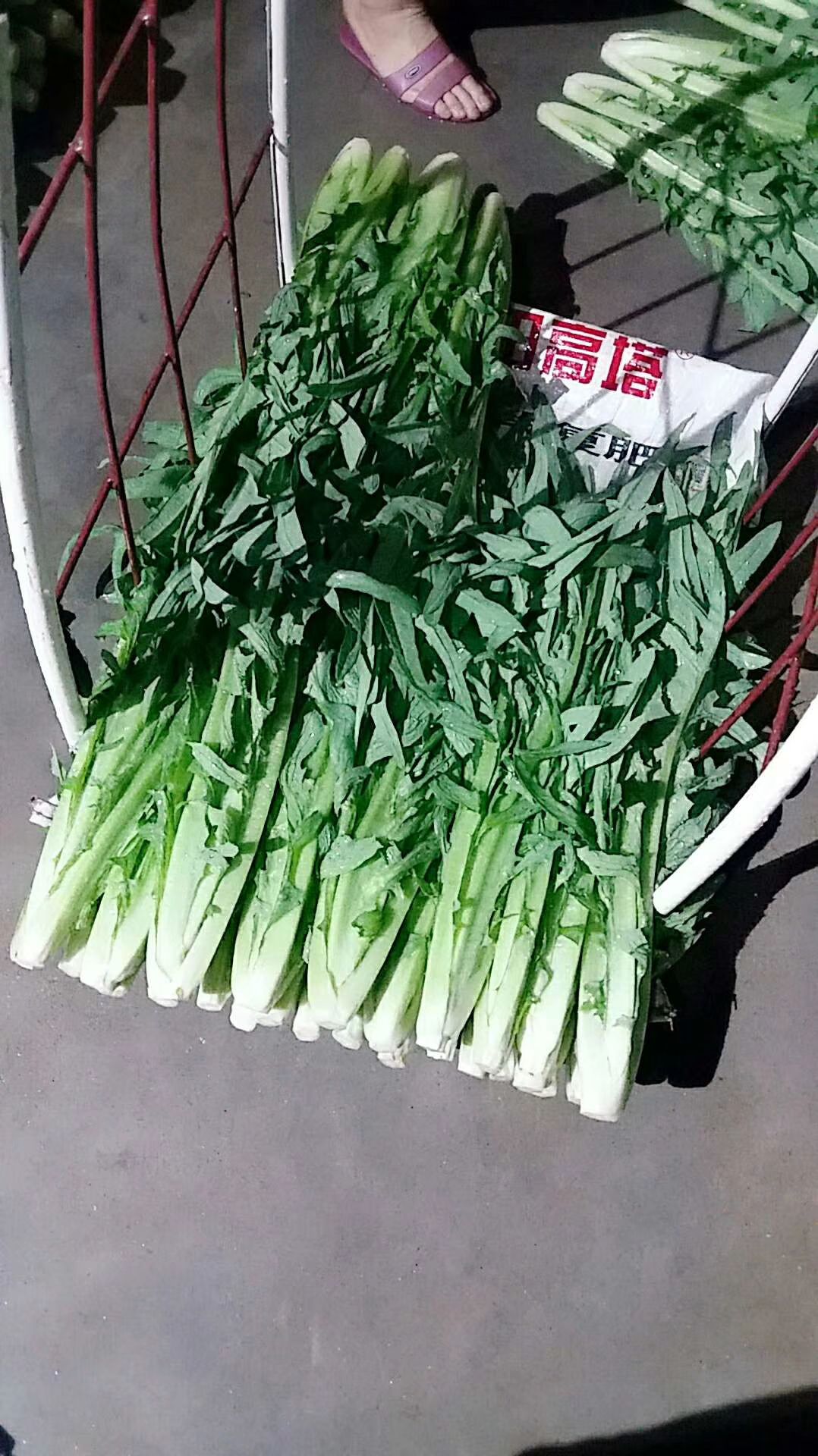 甜麦菜种子 甜麦菜苗