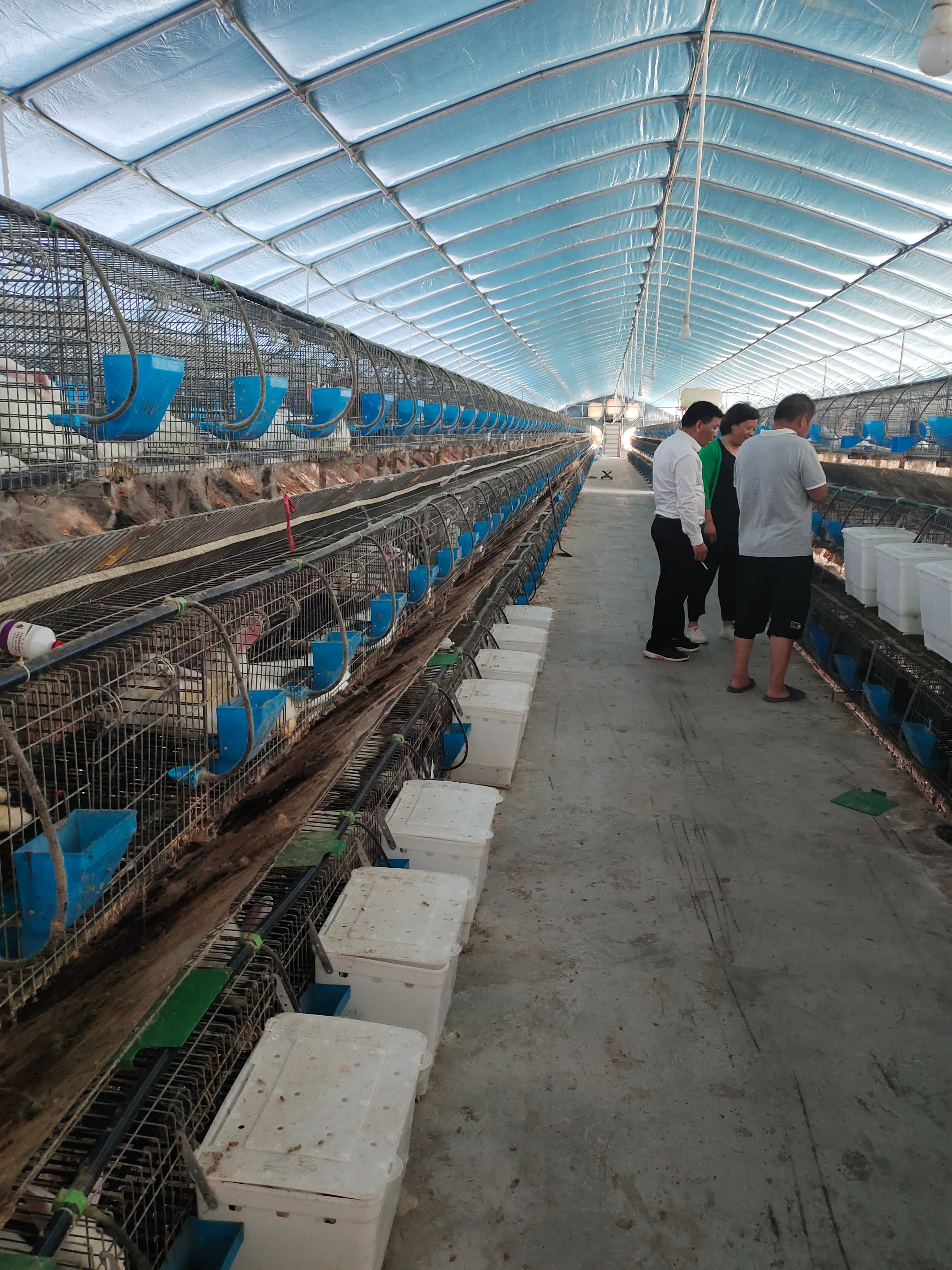 杂交兔  供应杂交奔跑散养菜兔肉兔黄毛褐色毛种兔