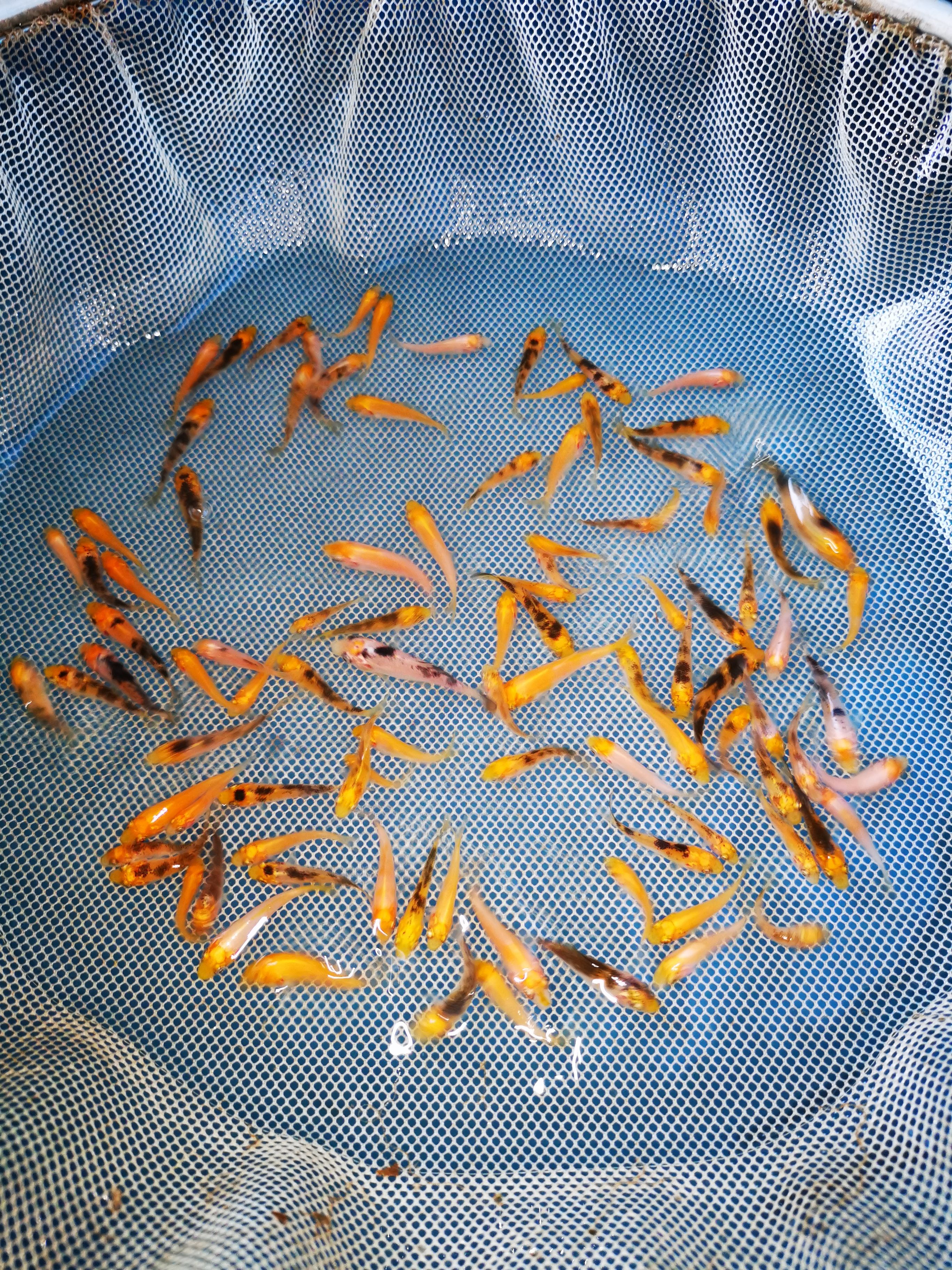 锦鲤鱼苗  日本种鱼锦鲤大正三色鱼苗