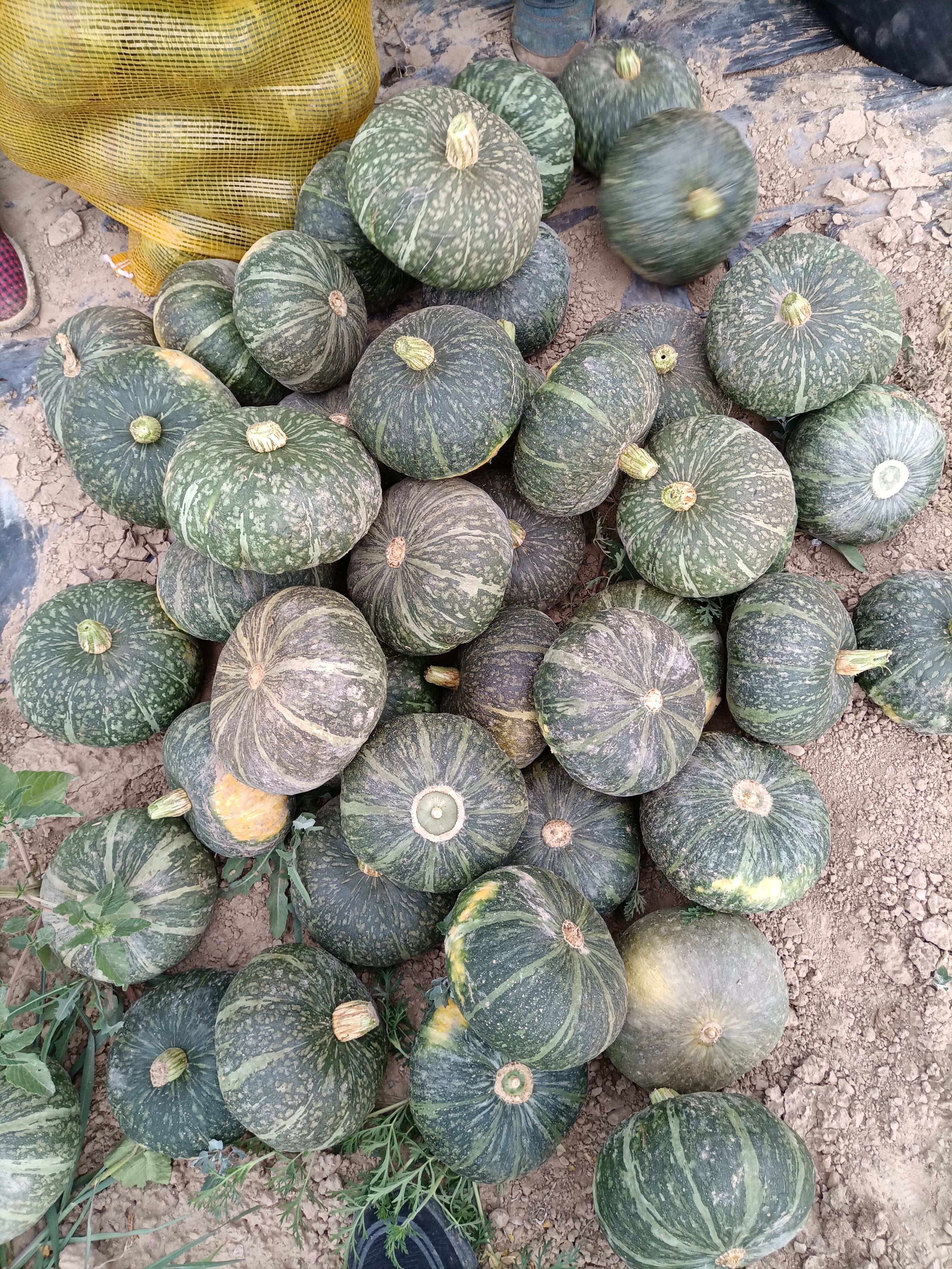 板栗南瓜 陕西省延安市吴起县 2~4斤 