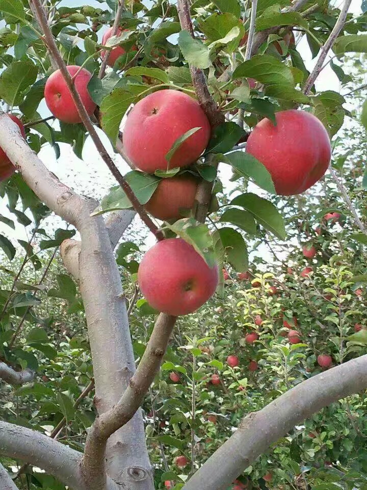 紅將軍蘋果  紅將軍