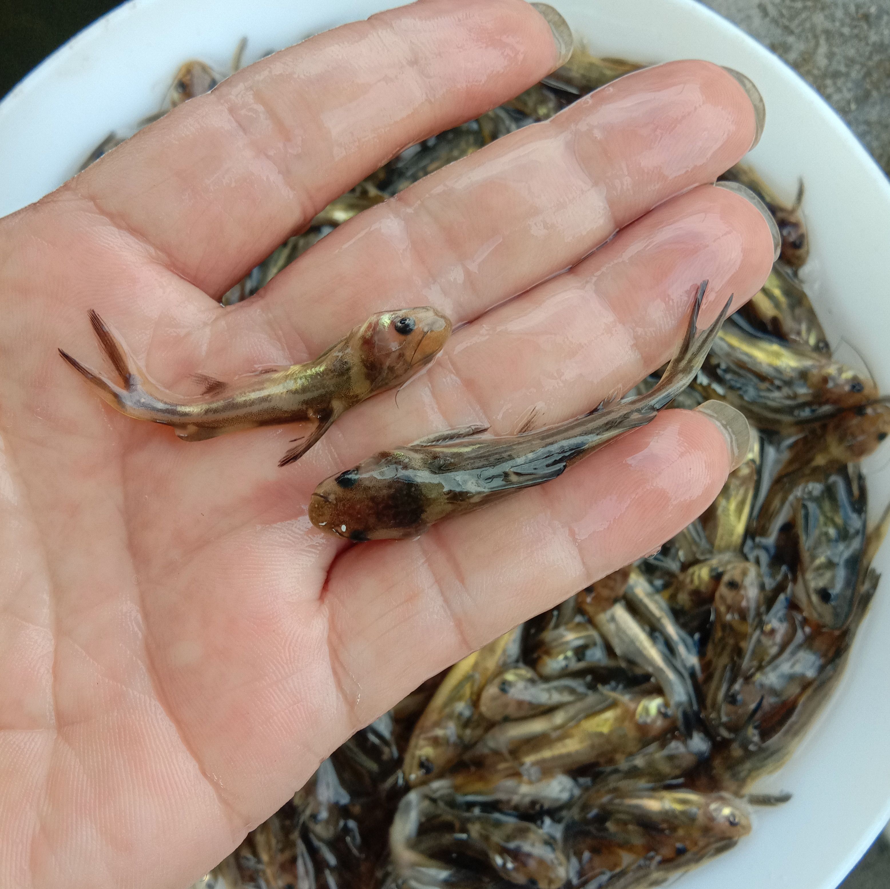 黄颡鱼苗  黄骨鱼，又名黄颡鱼，黄辣丁鱼饲料为主，量大从优。