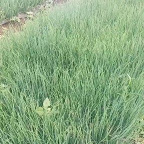 威宁县 精品小香葱