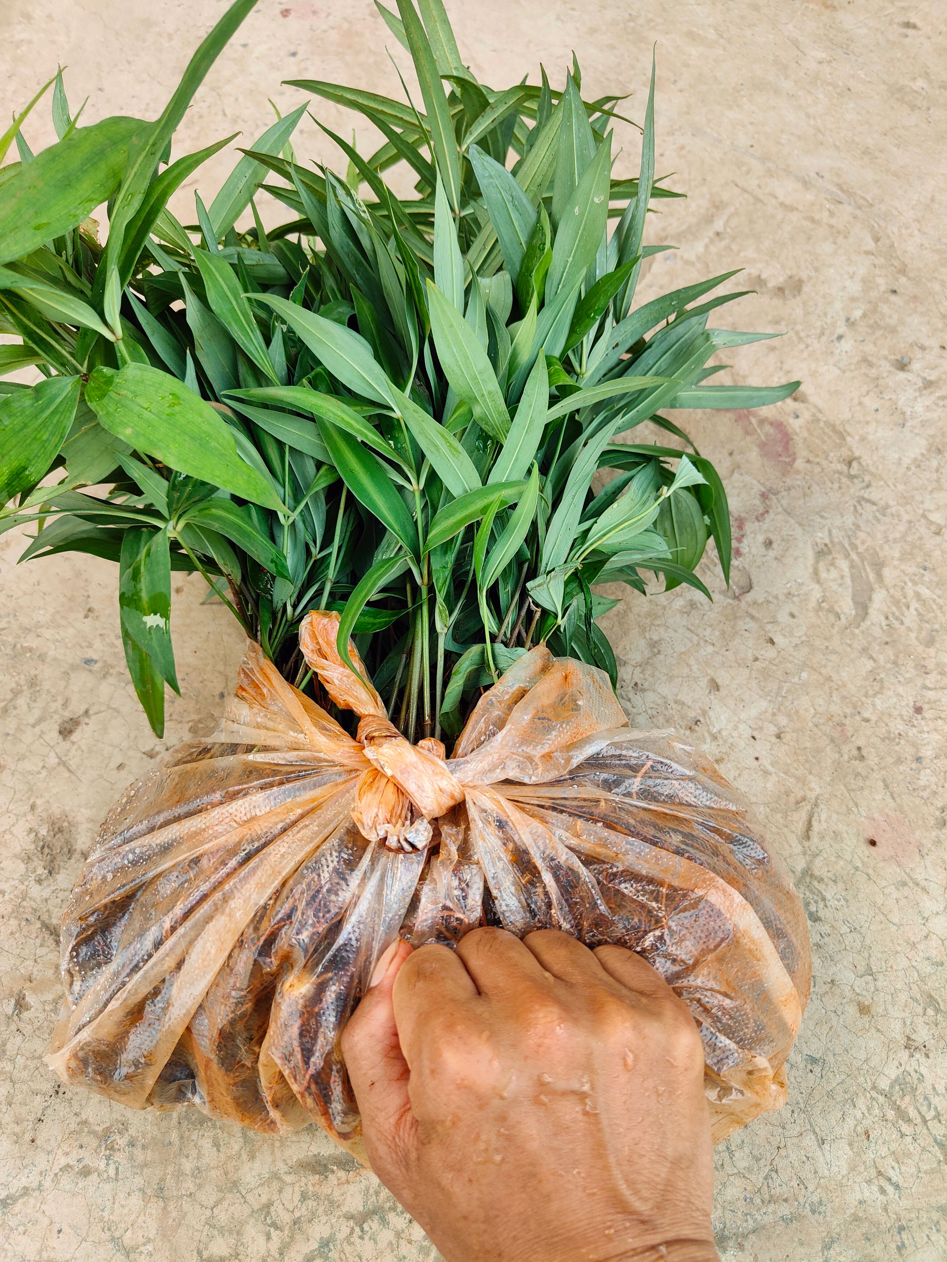 黄精种苗 滇黄精2年苗  包种植技术  包回收