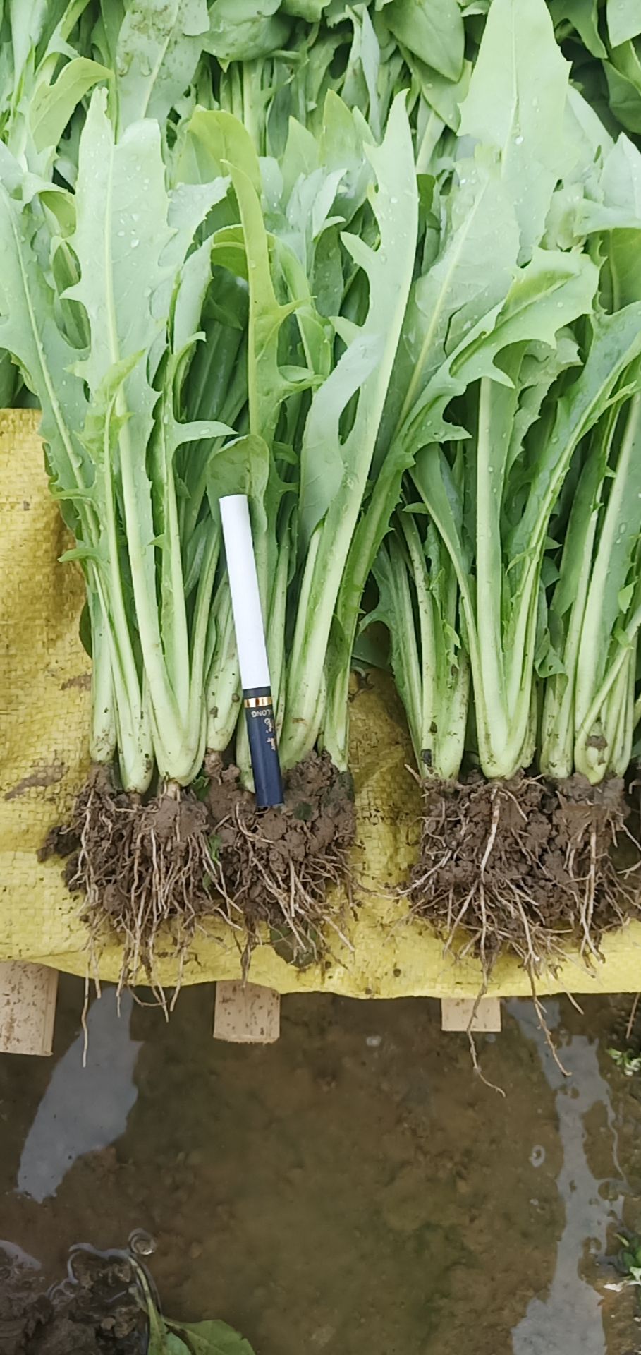 甜麦菜种子 甜麦菜苗