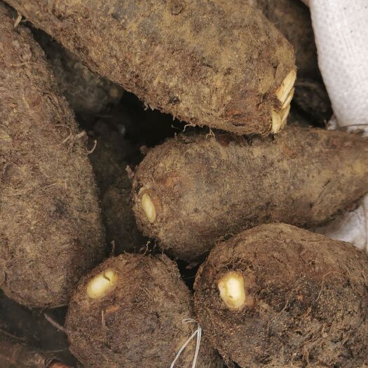 中山市郁南新鲜地老鼠（紫茉莉根），光滑皮圆身丶饱满