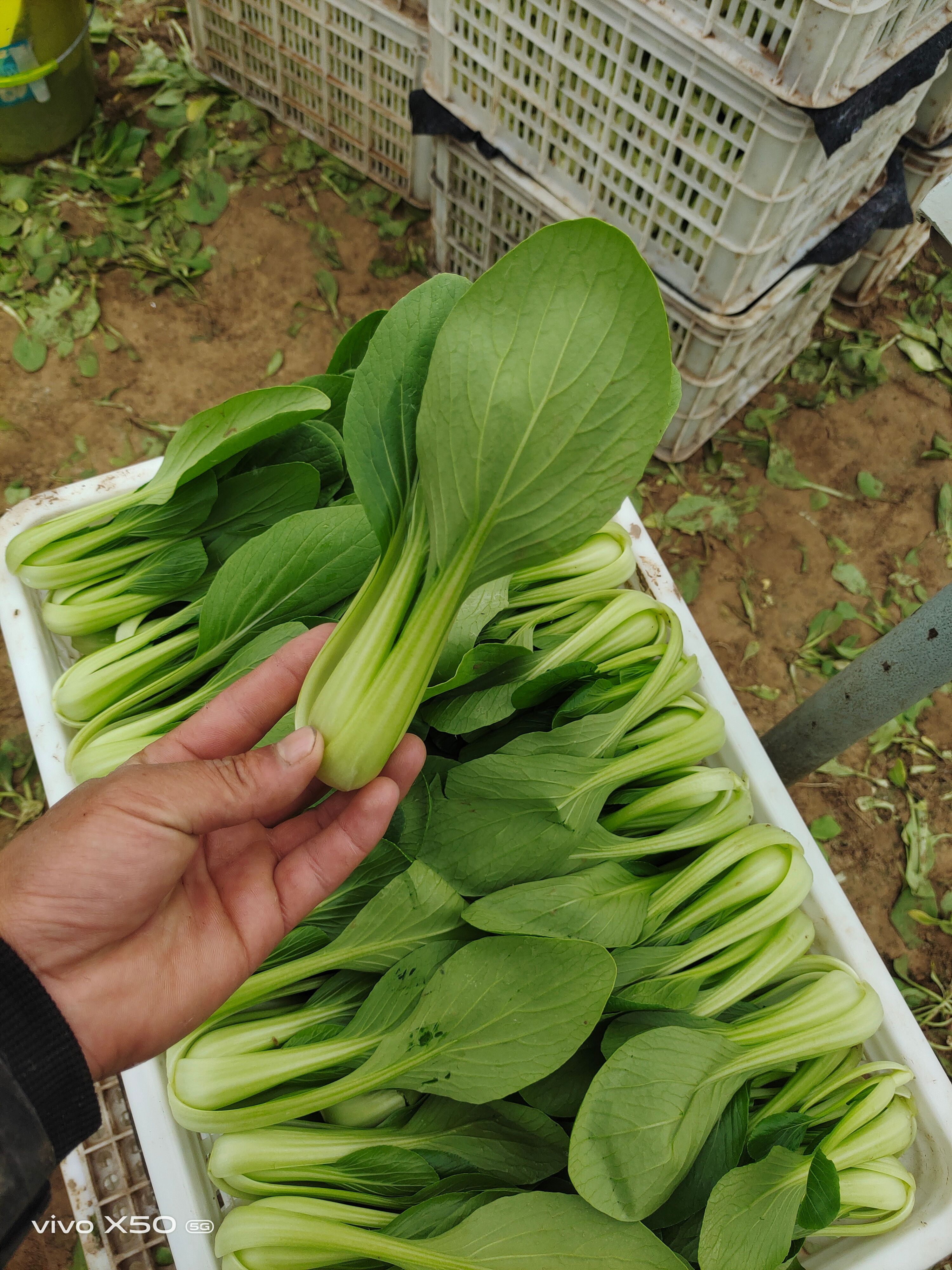 快菜  《热销中》大棚精品小白菜小油菜欢迎选购保质保量