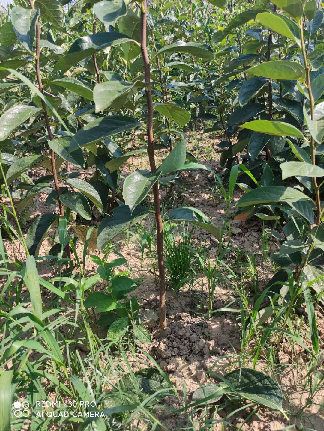 柿树苗  柿子树苗火葫芦柿子树苗