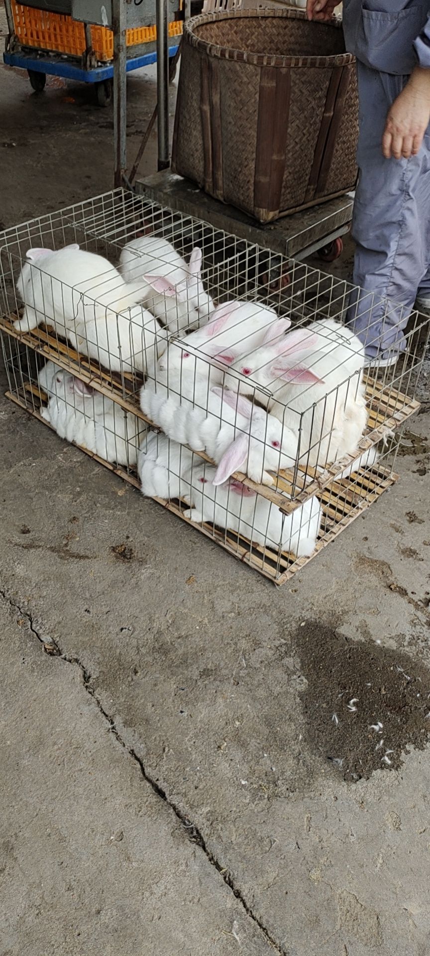 杂交兔  供应杂交奔跑散养菜兔肉兔黄毛褐色毛种兔