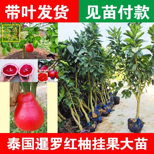 平和县泰国暹罗红柚苗，暹罗柚苗，泰国暹罗红柚子树苗，皮全红色