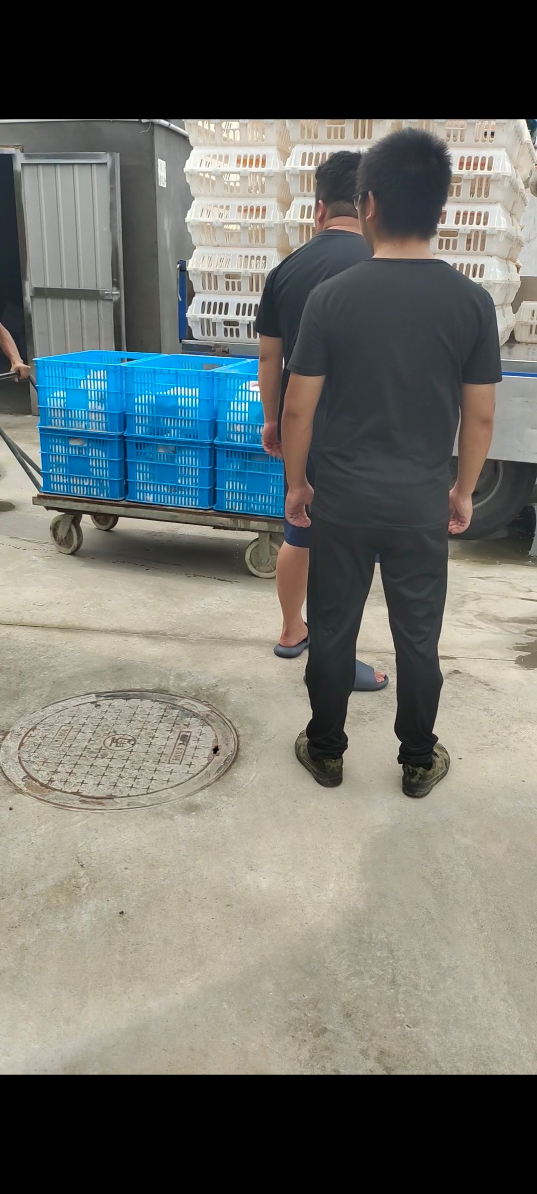 杂交兔  供应杂交奔跑散养菜兔肉兔黄毛褐色毛种兔