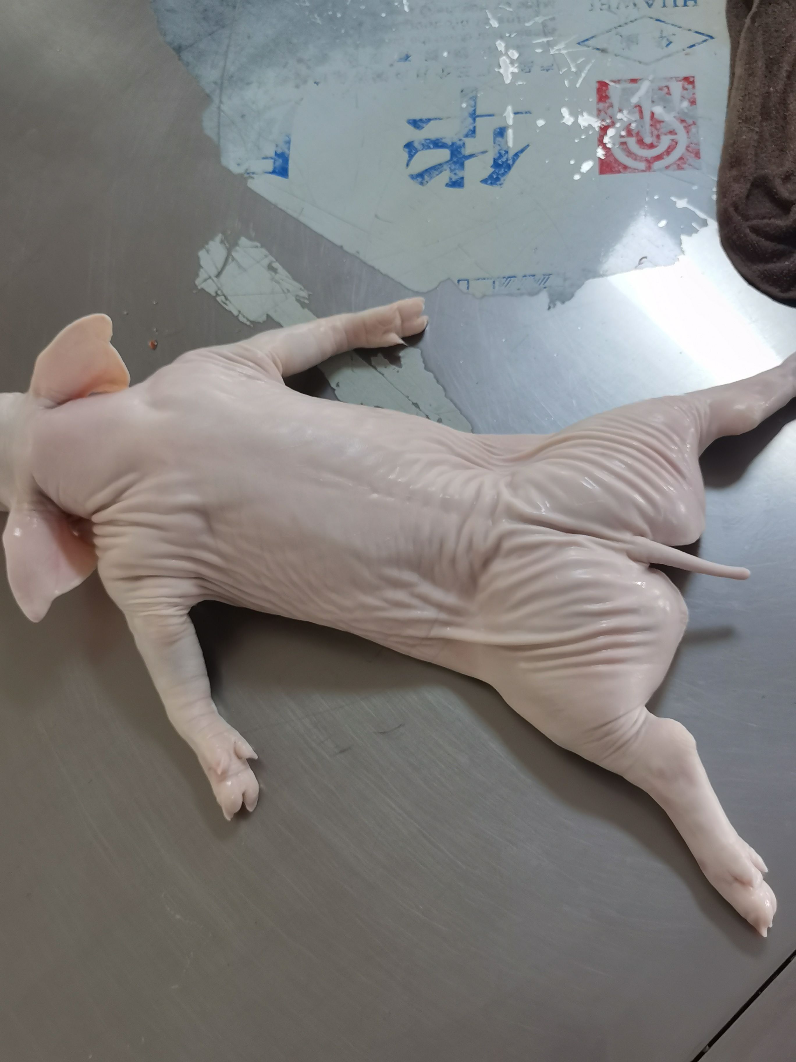 整头猪  各种规格乳猪