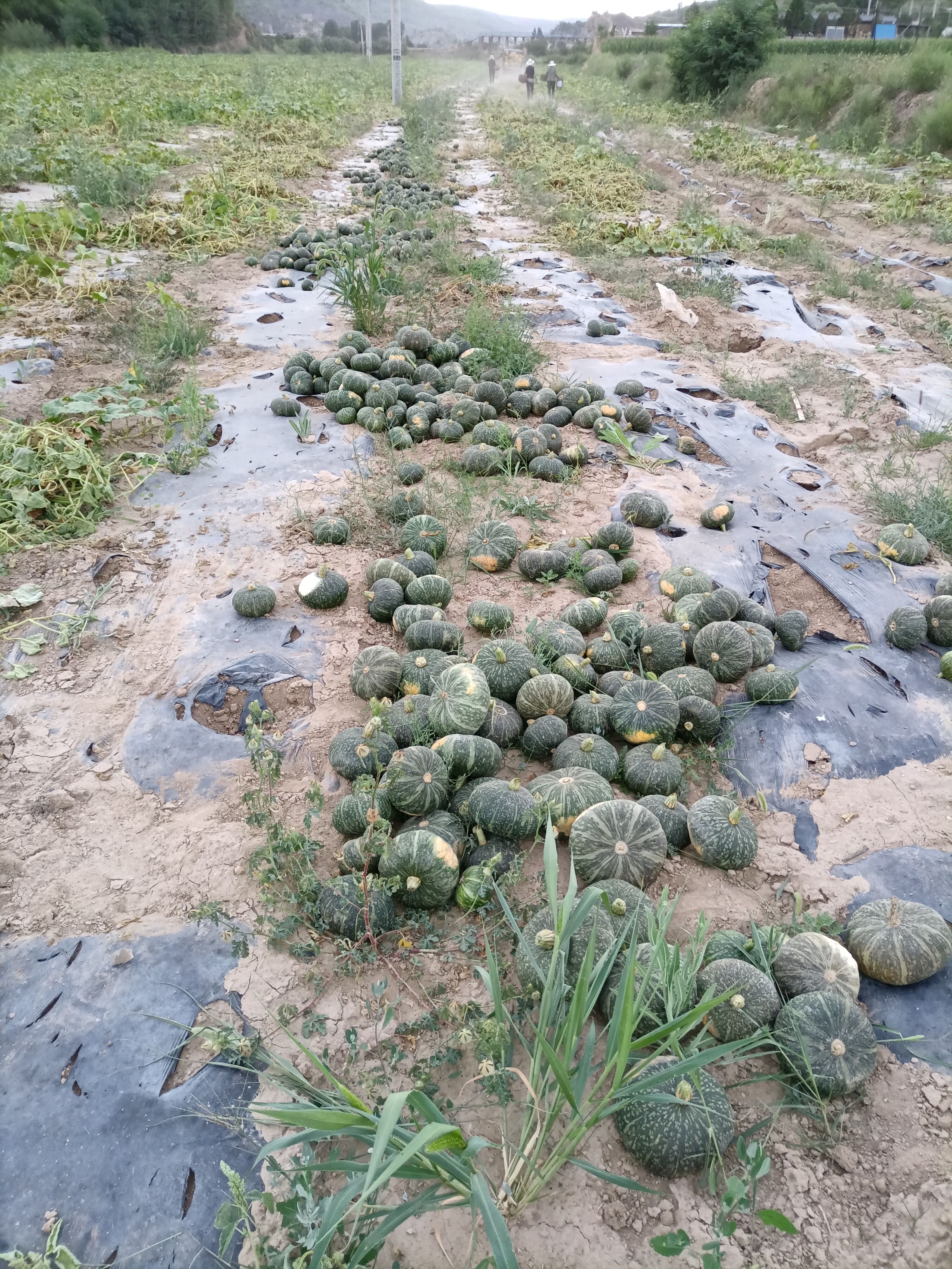 板栗南瓜 陕西省延安市吴起县 2~4斤 