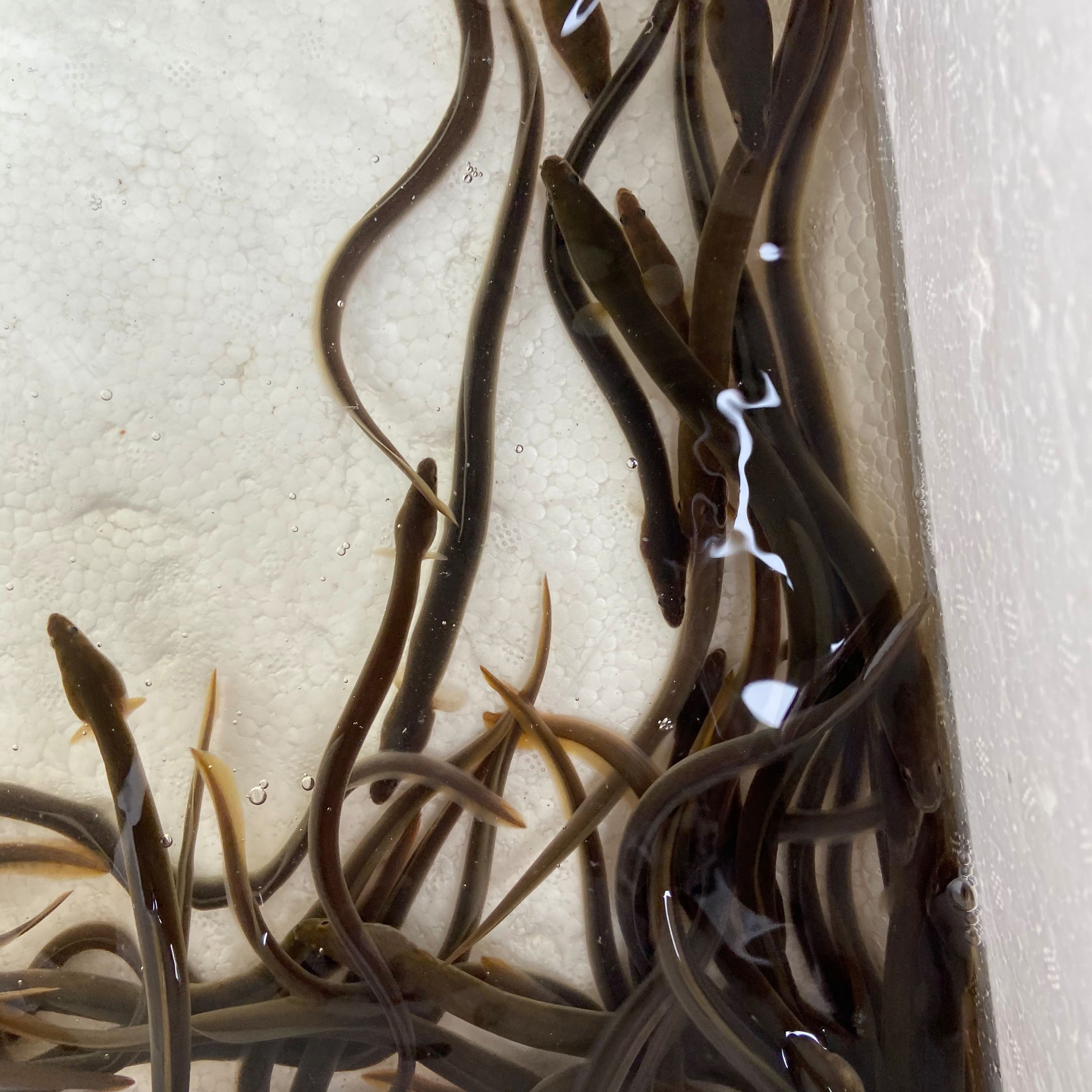 鳗鱼苗，白鳝鱼苗、以专用饲料或虾仔为食生长。