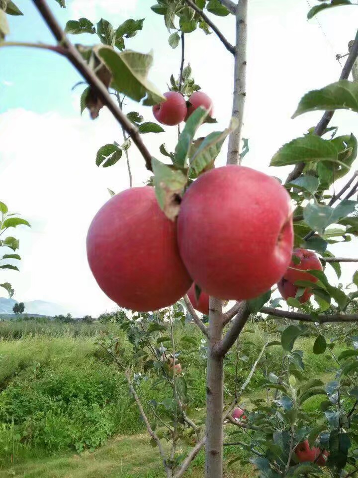 紅將軍蘋果  紅將軍