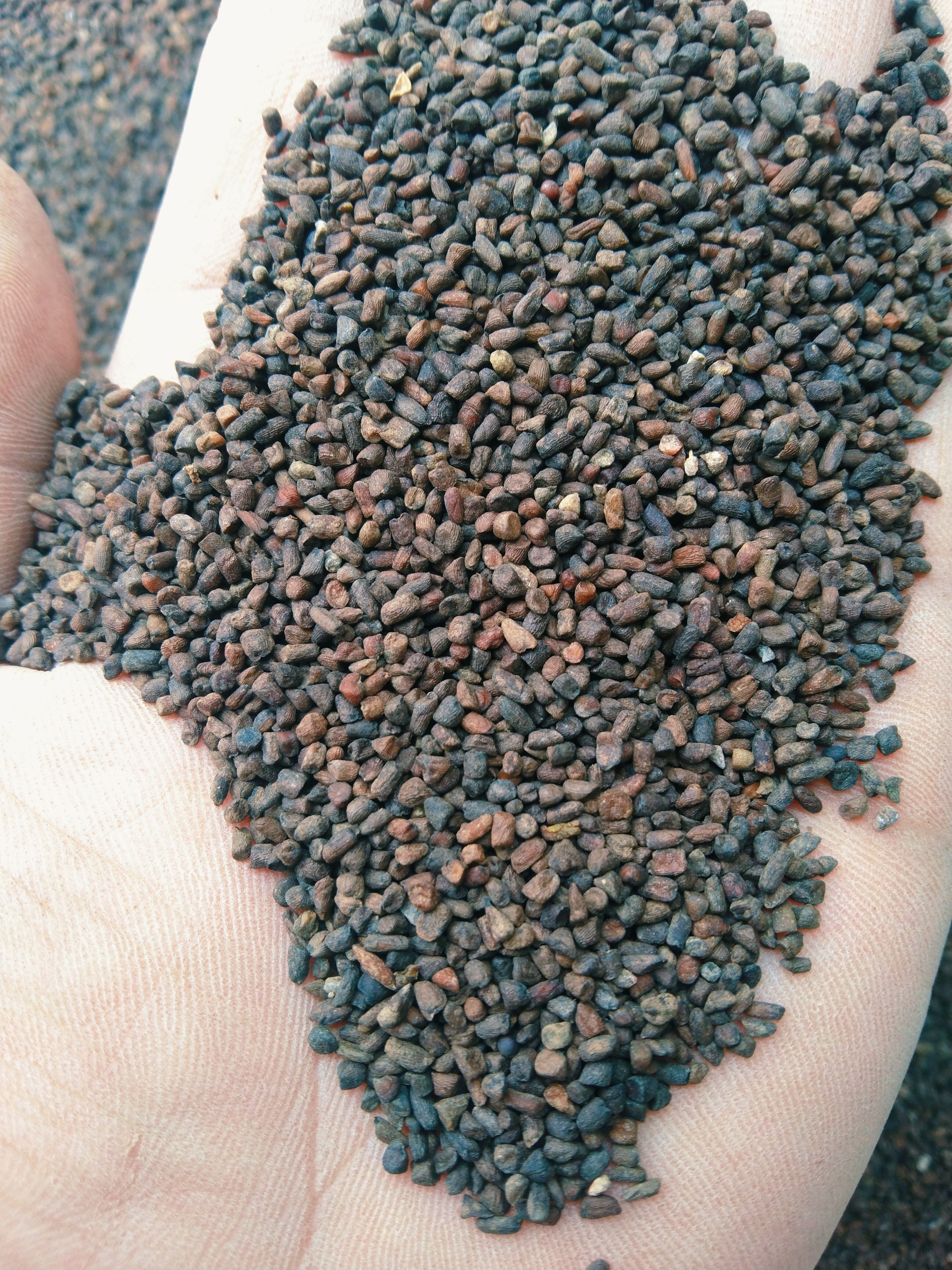  产新二月兰种子