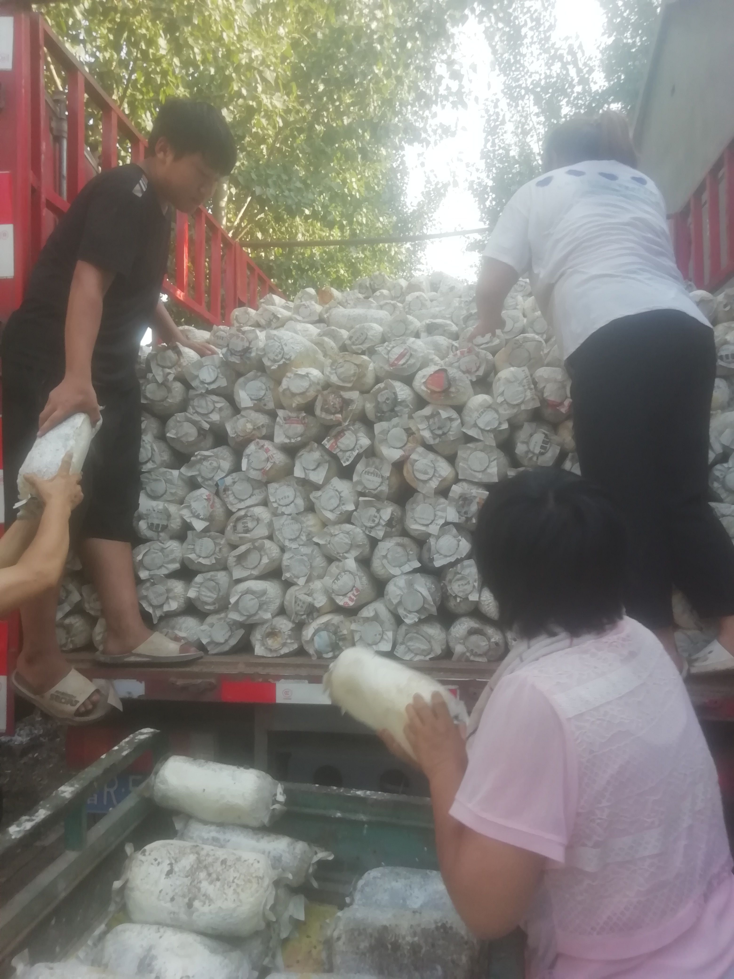 平菇菌棒  菌棒产量高