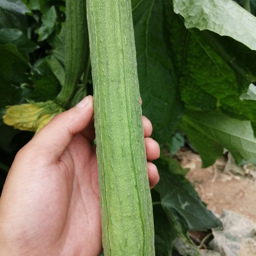 濮阳县 鲜花丝瓜