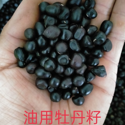 亳州牡丹籽  油用足干产地直销现货供应