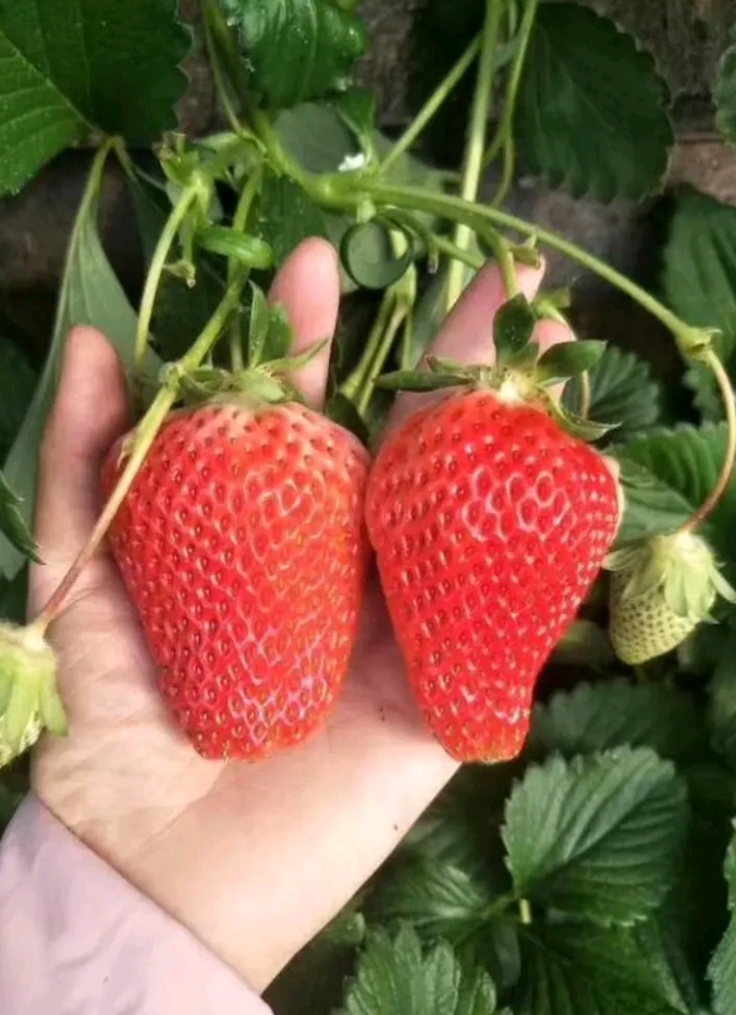 红颜草莓苗组培脱毒假植苗：章姬草莓苗，甜宝草莓苗基地现挖现发