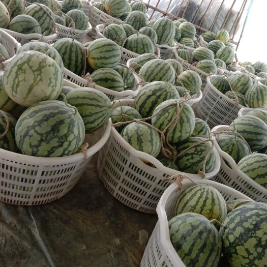 绥阳县麒麟西瓜 贵州省遵义市绥阳县 2茬 