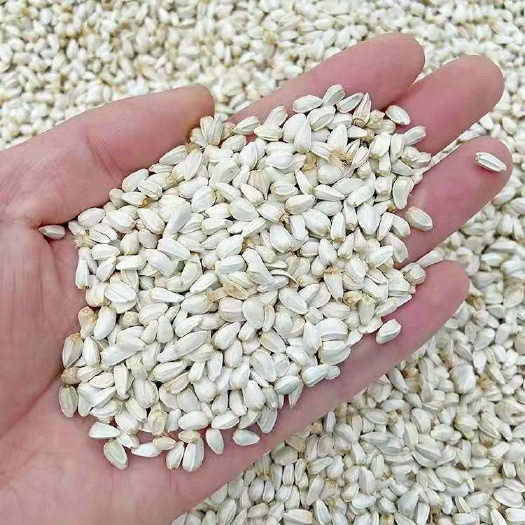 玉门市甘肃红花籽专用鴿粮，榨油使用色泽白亮无黑头黄头，饱满度较好！