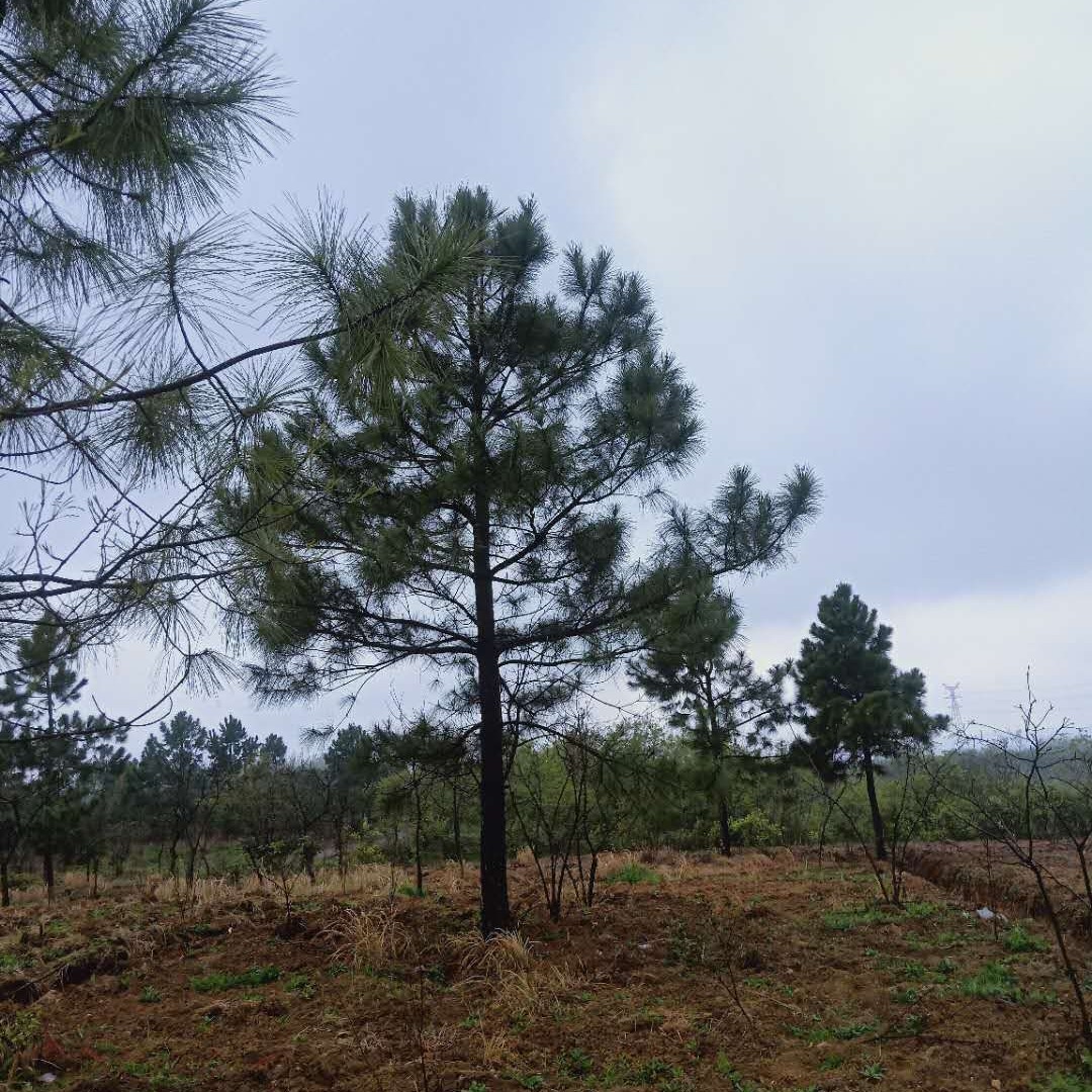 马尾松，湿地松
