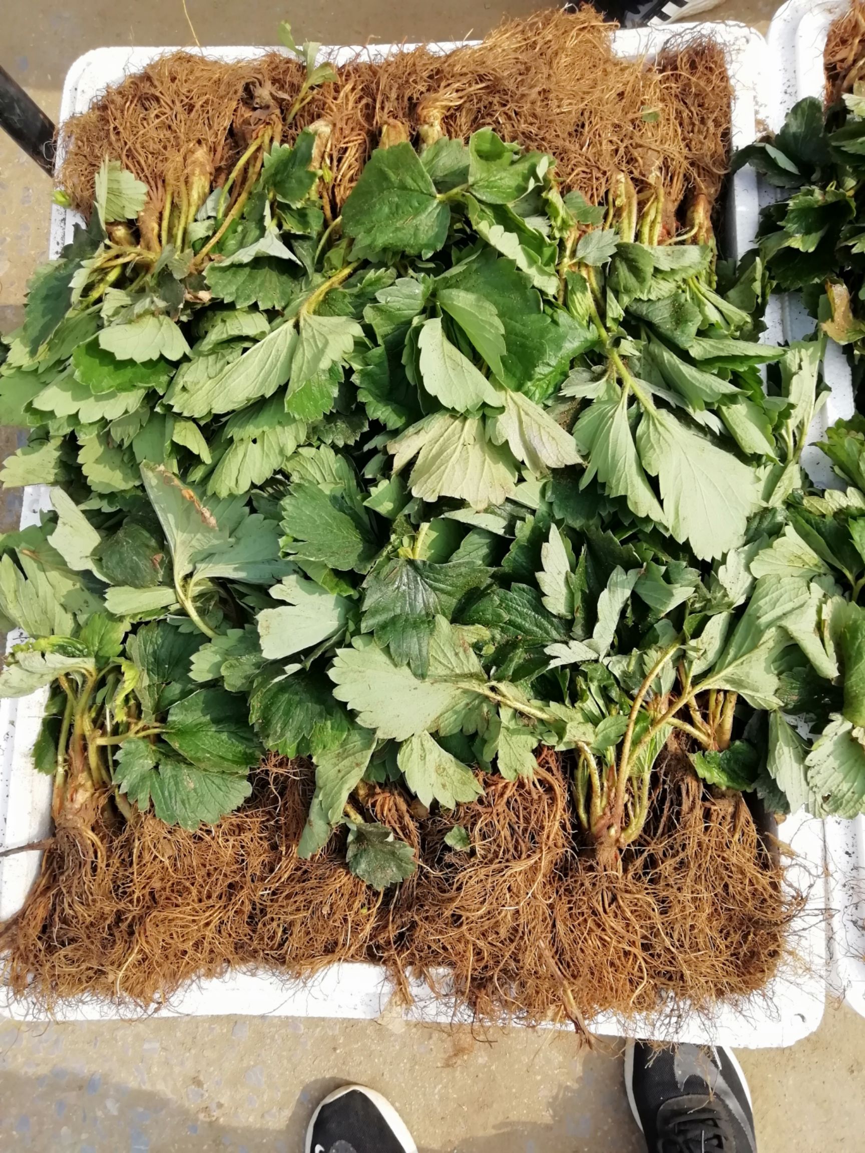 红颜草莓苗组培脱毒假植苗：章姬草莓苗，甜宝草莓苗基地现挖现发