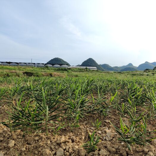 安顺“正宗”贵州高山种植基地预售生姜/二黄姜