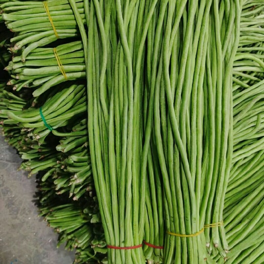 耿马县长豇豆  新苗豆角大量上市 长期供货 需要的老板联系