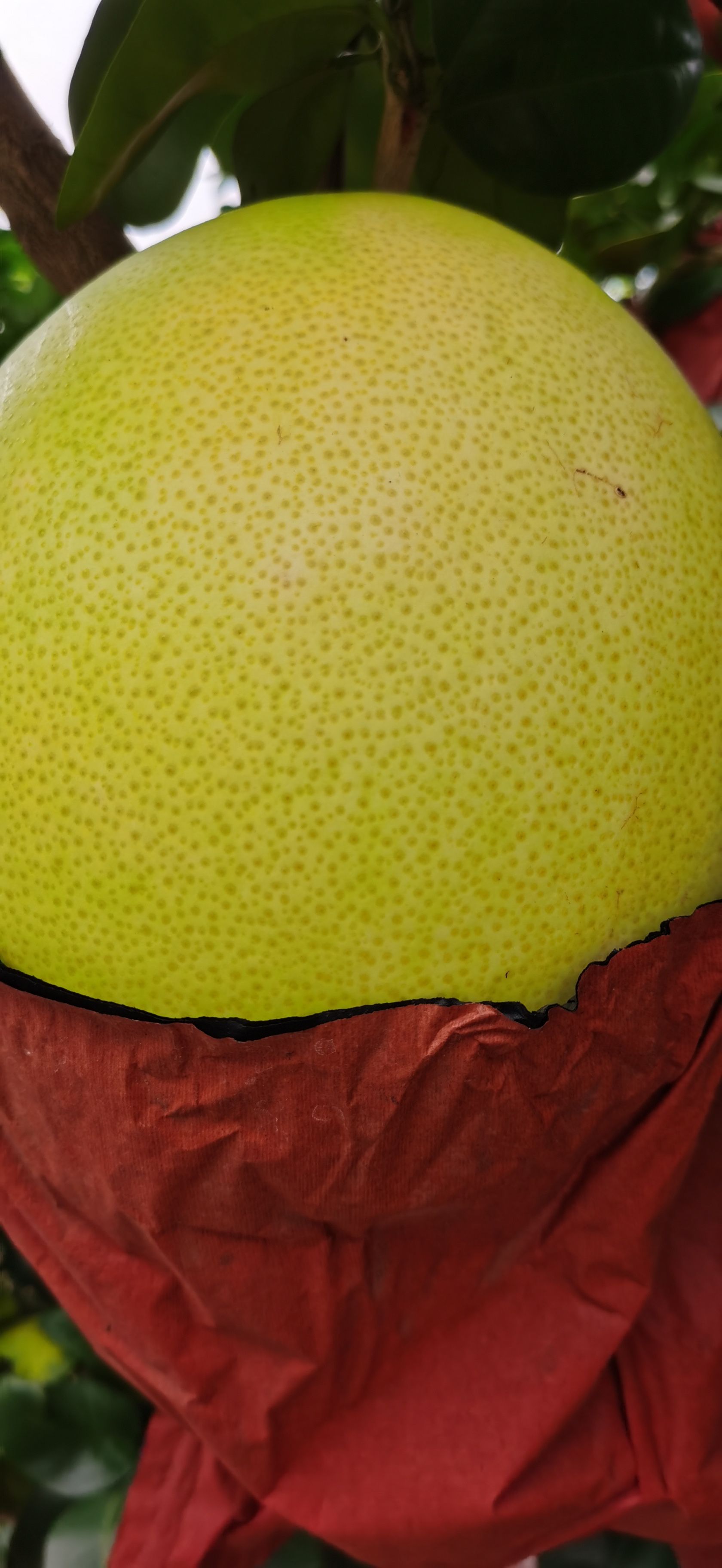 三红柚 三红蜜柚含糖量11度了，果面光滑。可以单一规格要。