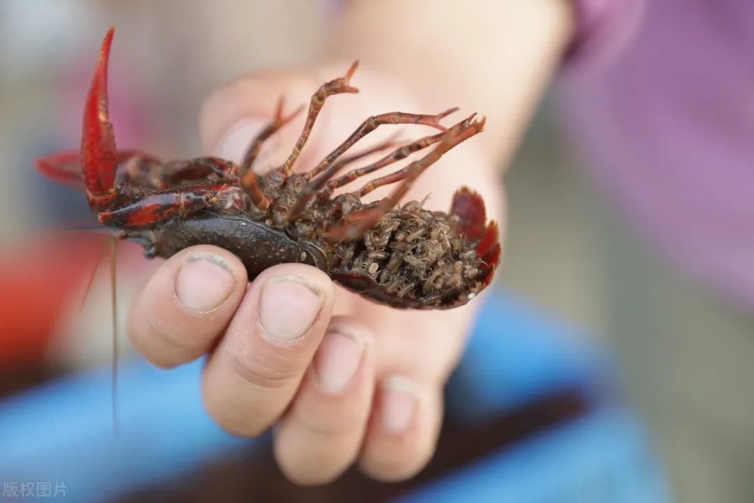 龙虾苗  优质湖区深水种虾，母虾已经全部抱卵。