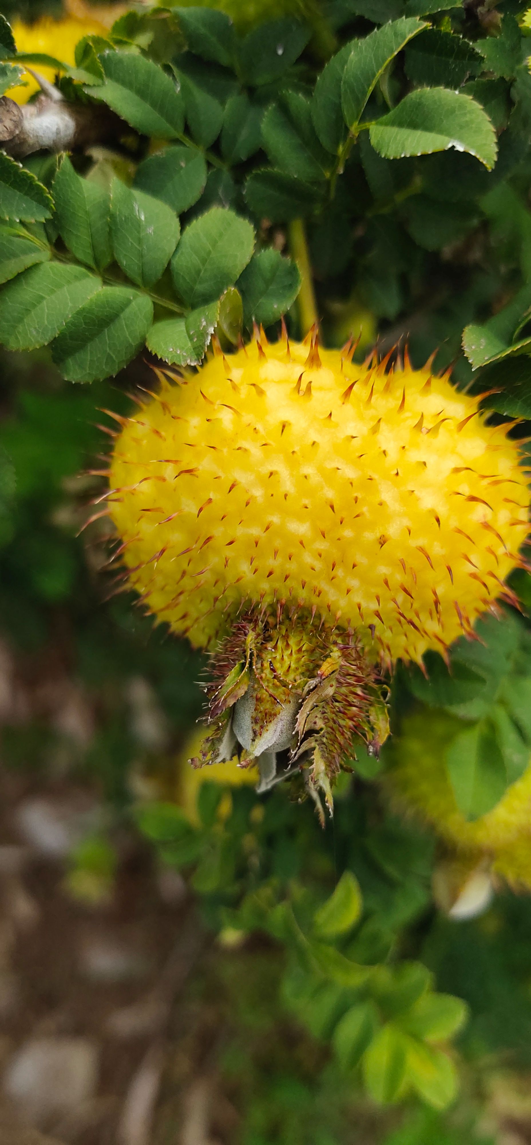 刺梨，富含超高维C，是苹果的800倍，果酸，果香味醇正