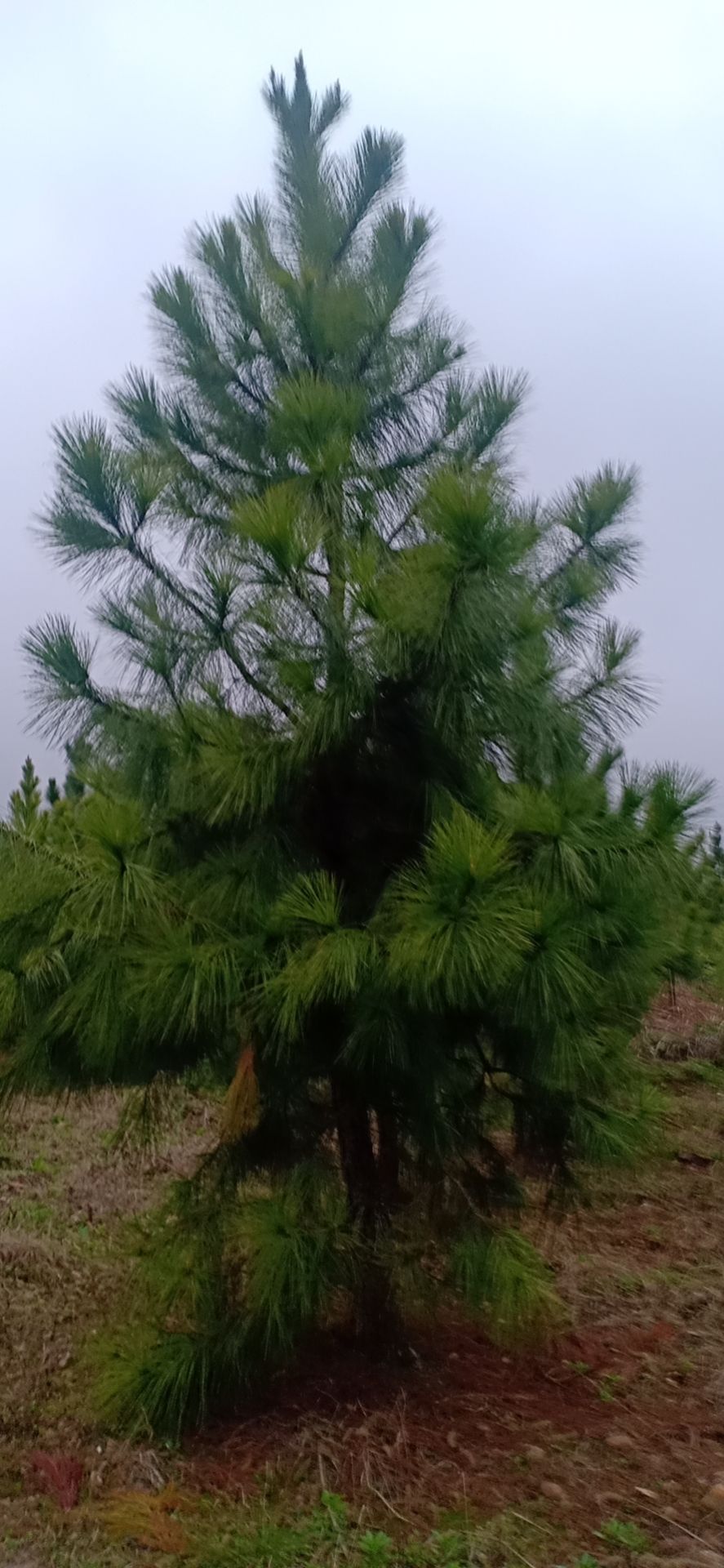 马尾松，湿地松