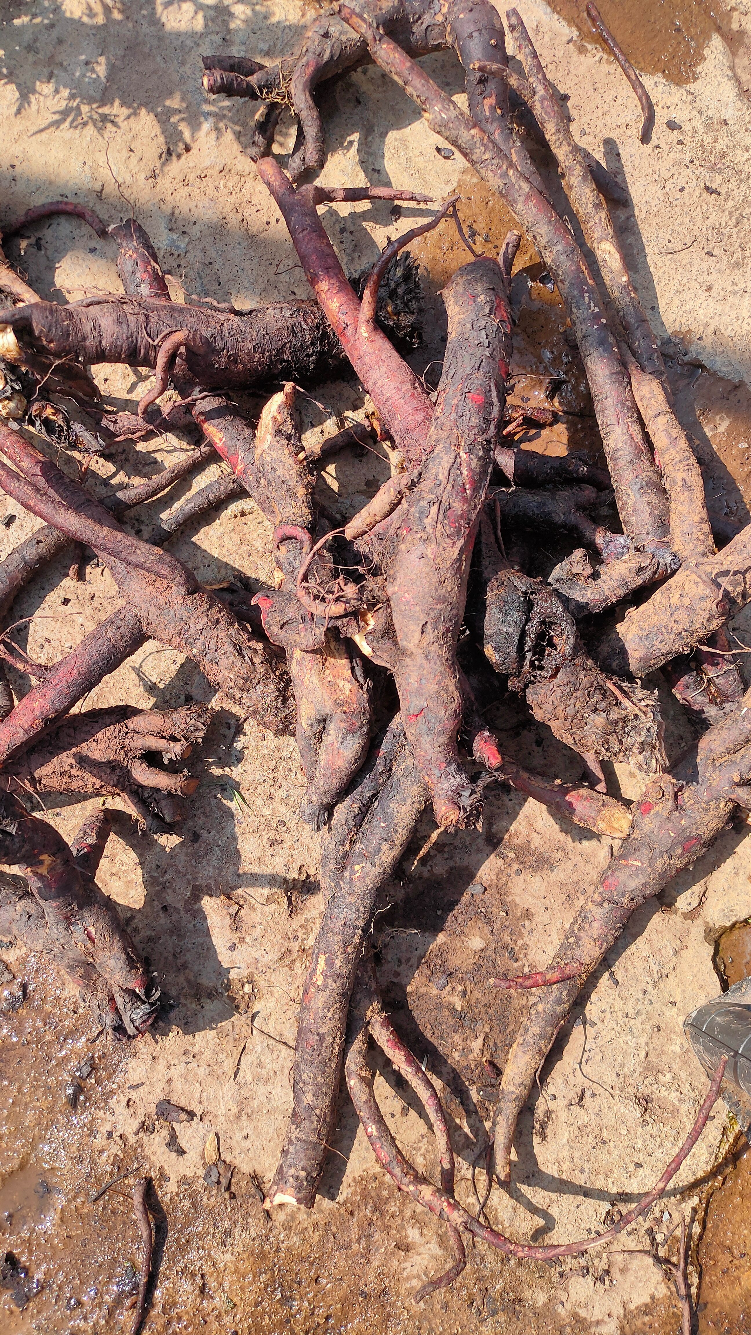 新货云南深山红紫草硬紫草大紫草紫根紫丹干/鲜货新货