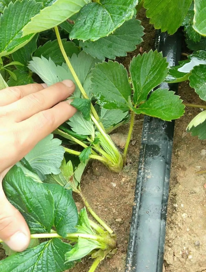 红颜草莓苗组培脱毒假植苗：章姬草莓苗，甜宝草莓苗基地现挖现发